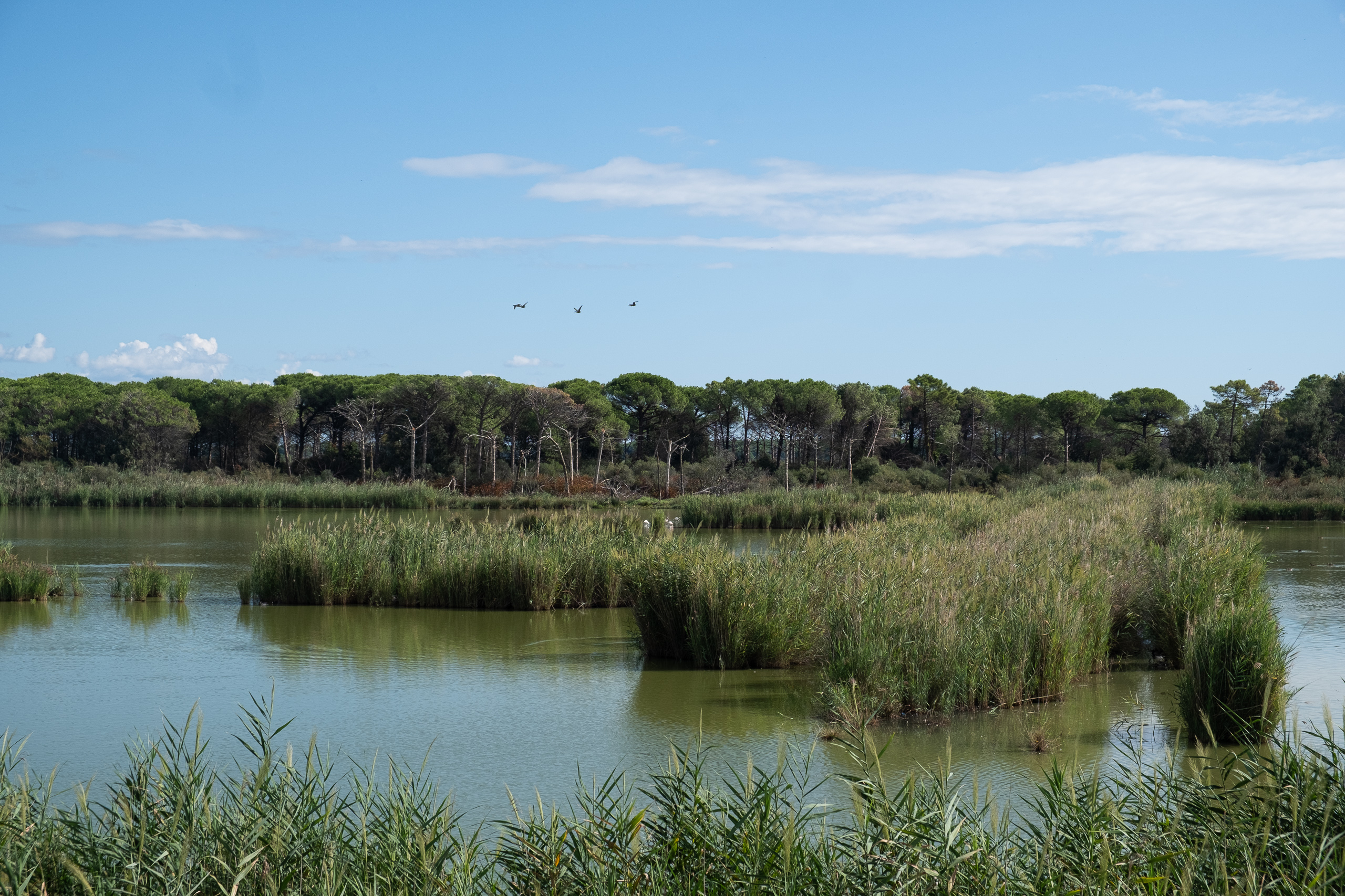 Schilfinseln in der Palude dell'Ortazzo – Enten im Flug